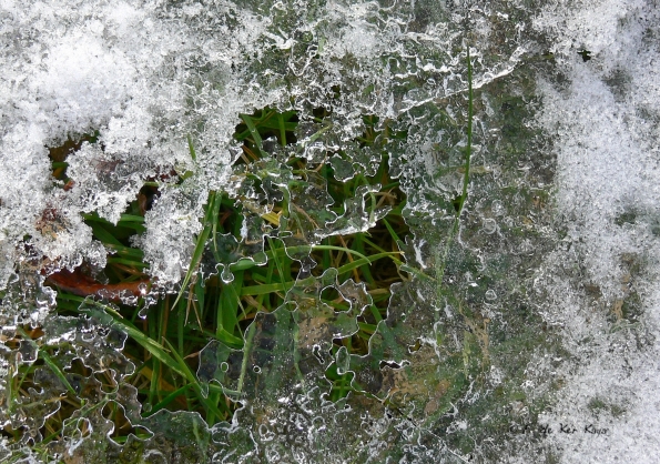 Ice grass